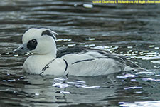 smew